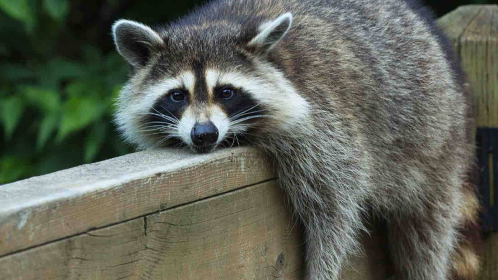 Is An Animal Living Under Your Porch? Here’s What To Do 